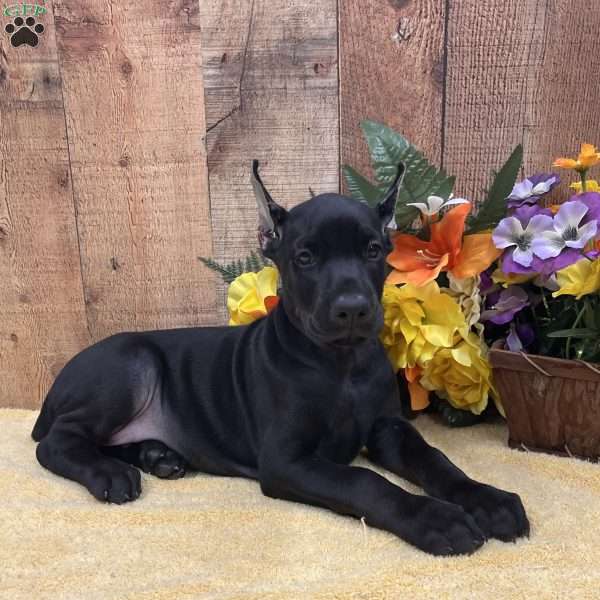 PUMA, Doberman Pinscher Puppy